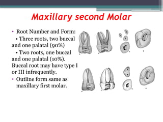 Comprehensive Guide to Tooth Morphology and Access Cavity Preparation ...