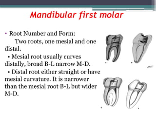 Comprehensive Guide to Tooth Morphology and Access Cavity Preparation ...