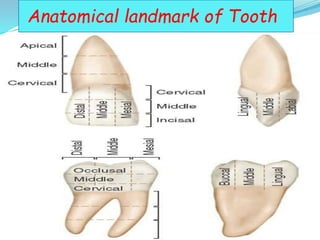 Tooth morphology...the architecture of god | PPTX