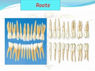 Tooth morphology...the architecture of god | PPTX