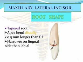 Tooth morphology...the architecture of part 2 for slide share | PPTX