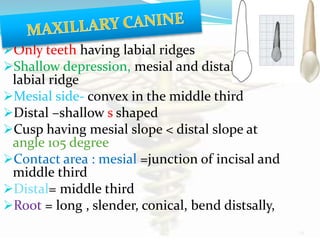 Deep Ridge Vs Shallow Ridge Tooth Tooth morphology...the architecture of part 2 for slide share | PPTX
