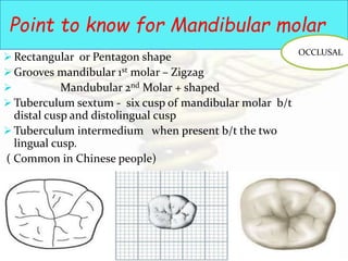 Morular Shapes Tooth morphology...the architecture of part 3.....premolar and molar | PPTX