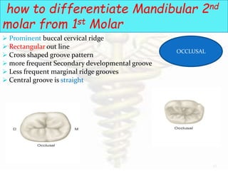 Mid Developmental Ridge Tooth morphology...the architecture of part 3.....premolar and molar | PPTX