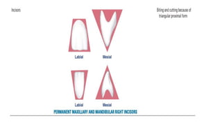 tooth morphology and forms Dental anatomy pdf | PDF