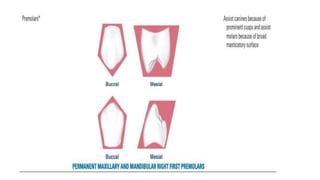 tooth morphology and forms Dental anatomy pdf | PDF
