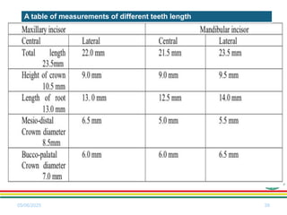 Tooth Morphology Anterior teeth Chepesi.pptx