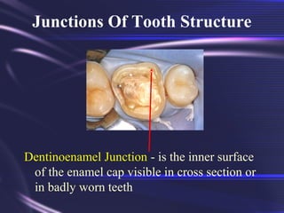 tooth morphology basics dental surgery p | PDF