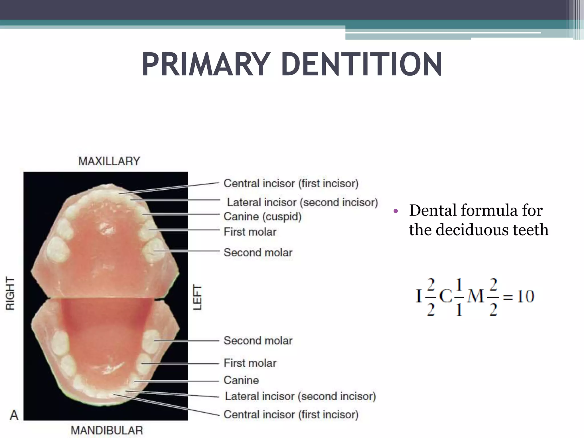 PRIMARY DENTITION 
• Dental formula for 
the deciduous teeth 
 