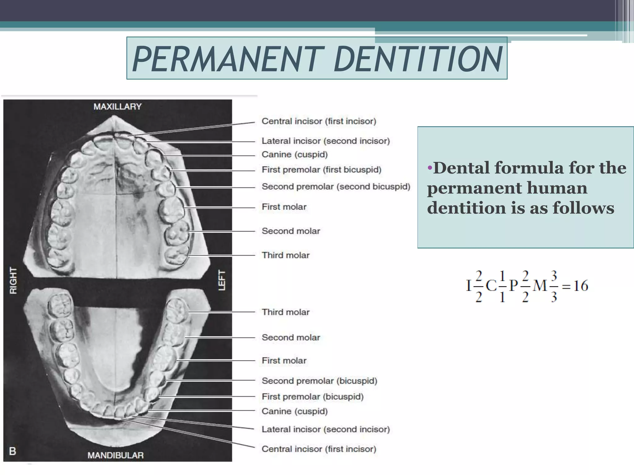 PERMANENT DENTITION 
•Dental formula for the 
permanent human 
dentition is as follows 
 