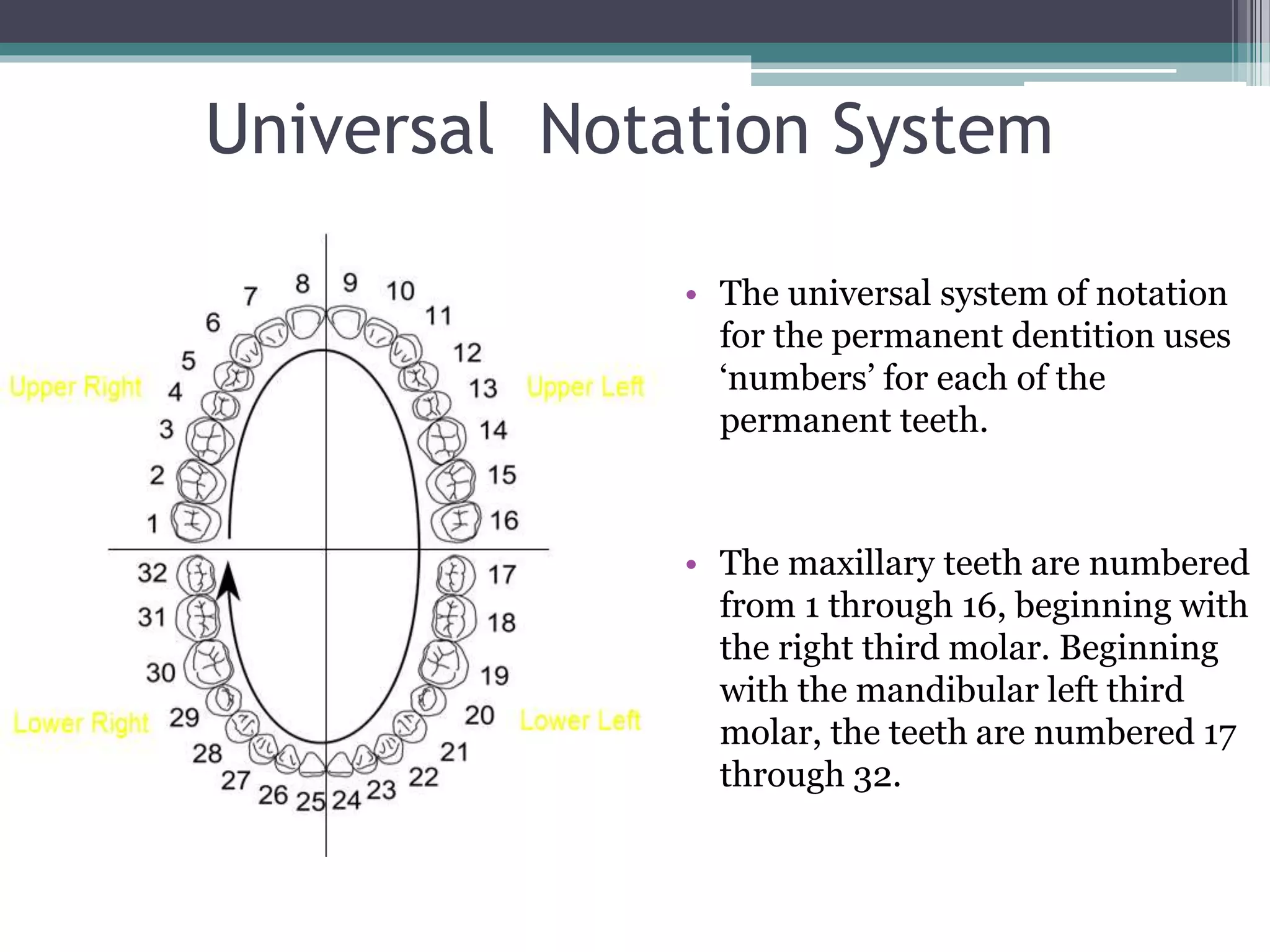 Universal Notation System 
• The universal system of notation 
for the permanent dentition uses 
‘numbers’ for each of the 
permanent teeth. 
• The maxillary teeth are numbered 
from 1 through 16, beginning with 
the right third molar. Beginning 
with the mandibular left third 
molar, the teeth are numbered 17 
through 32. 
 