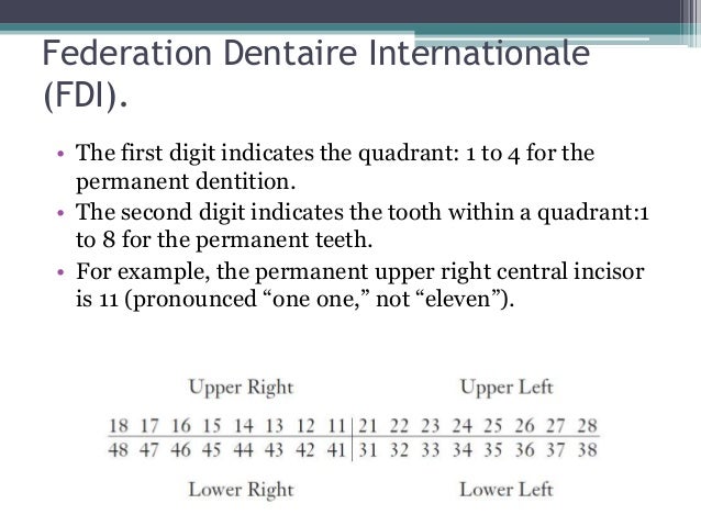 Fdi Tooth Numbering System Chart
