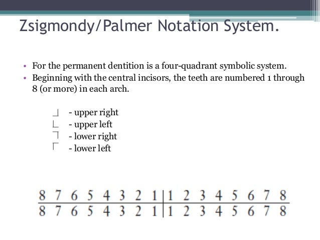 Palmer Notation Tooth Chart