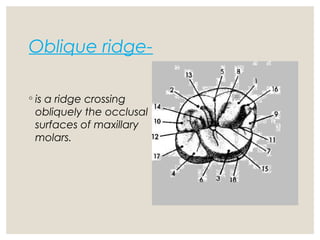 Oblique Ridge Invisalign Tooth numbering system | PPT