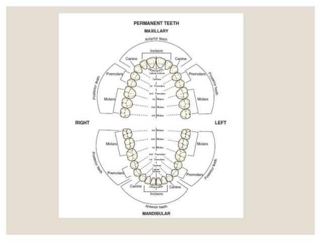 teeth numbering