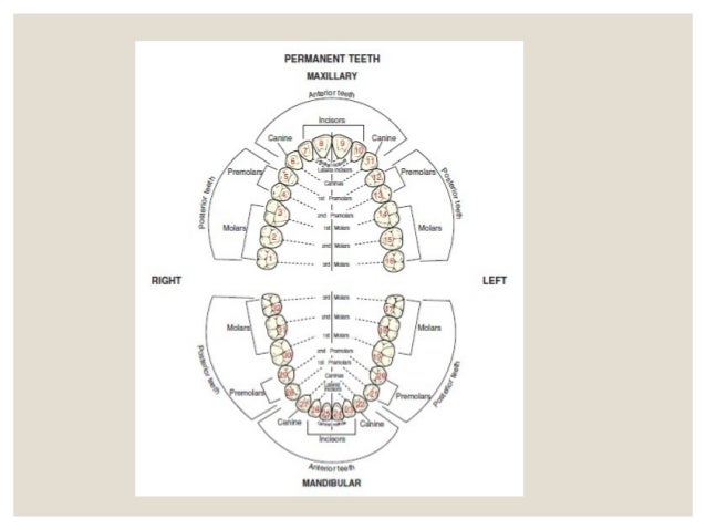 tooth numbering system tooth number