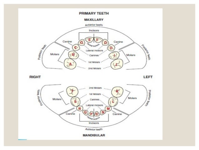 tooth numbering system tooth number