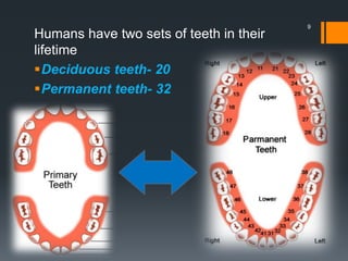 How Count Teeth Tooth numbering system | PPTX