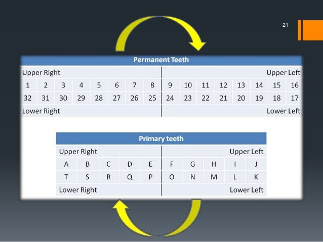 How Are Teeth Numbered On A Dental Chart