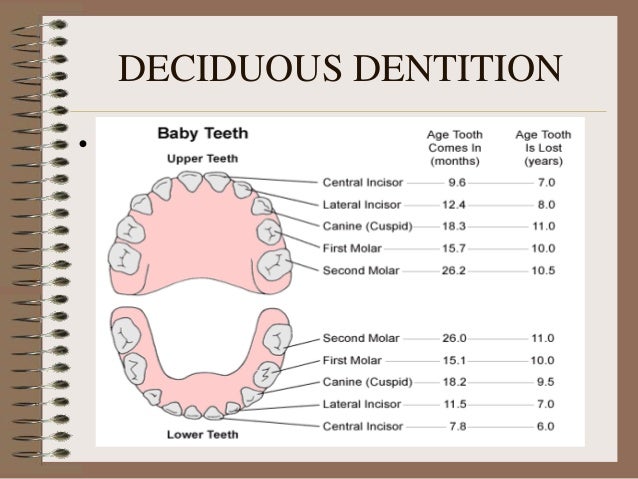 image of teeth numbers image of teeth numbers