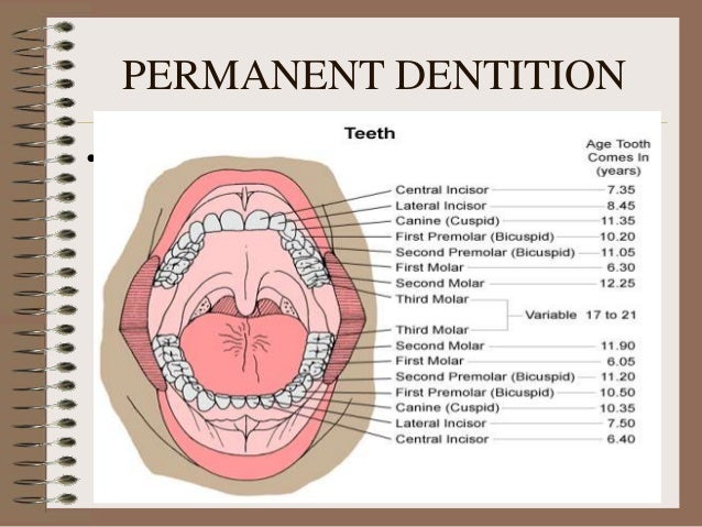 tooth numbering systems tooth numbering