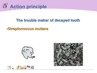 The trouble maker of decayed tooth - Streptococcus mutans Action principle 