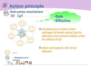 streptococcus mutans (main pathogen of dental caries) lost its adhesive and corrosive ability under the effects of IgY other oral bacteria will not be affected Anti-caries mechanism Of IgY Safe  Effective Action principle -IgY -  Streptococcus mutans 