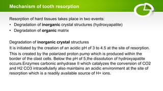 Mechanism of tooth resorption
Resorption of hard tissues takes place in two events:
• Degradation of inorganic crystal structures (hydroxyapatite)
• Degradation of organic matrix
Degradation of inorganic crystal structures
It is initiated by the creation of an acidic pH of 3 to 4.5 at the site of resorption.
This is created by the polarized proton pump which is produced within the
border of the clast cells. Below the pH of 5,the dissolution of hydroxyapatite
occurs.Enzymes carbonic anhydrase II which catalyzes the conversion of CO2
and H2 CO3 intracellularly also maintains an acidic environment at the site of
resorption which is a readily available source of H+ ions.
 