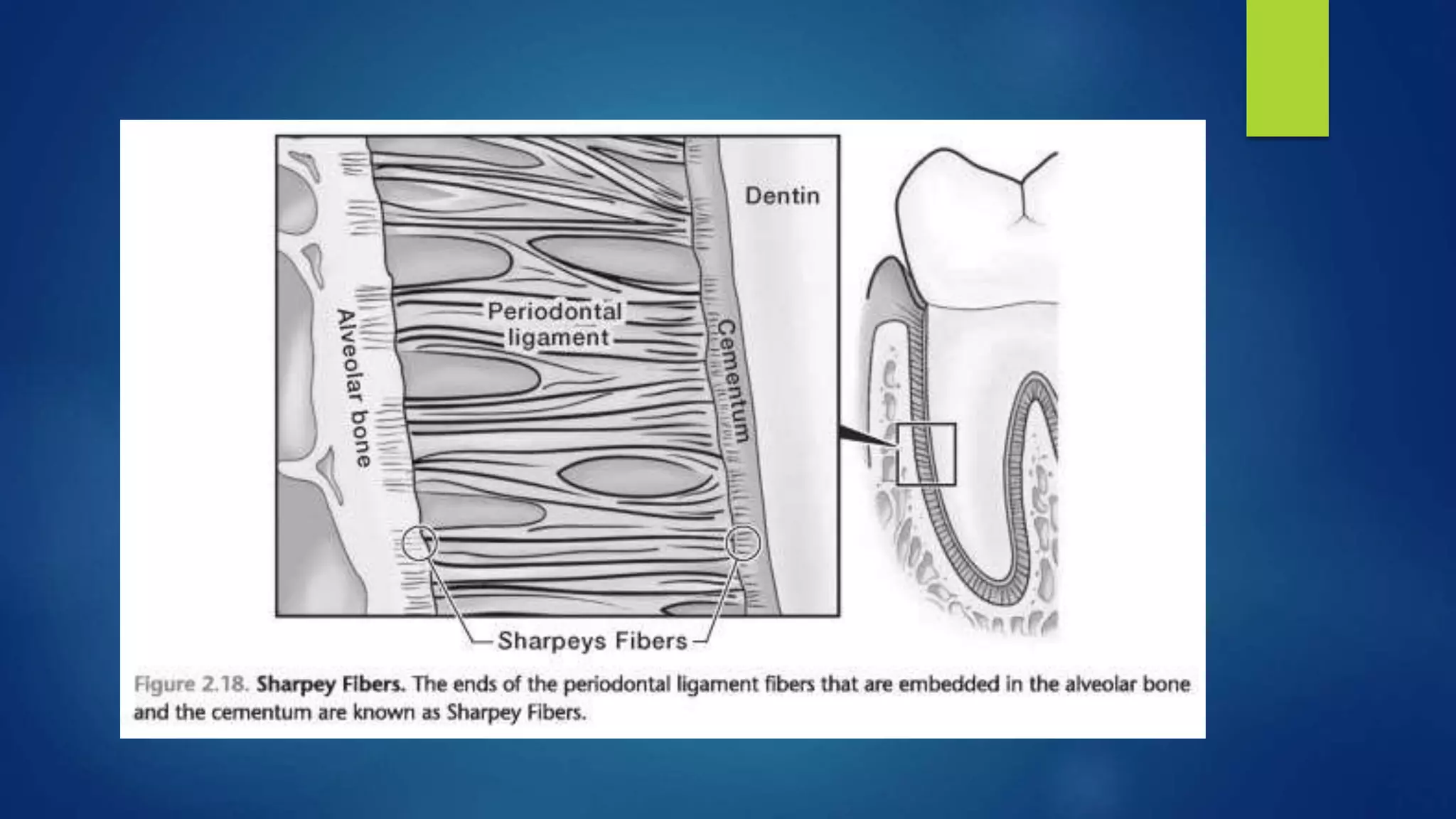 Tooth Structures, Periodontium, and Caries Classifications Powerpoint ...