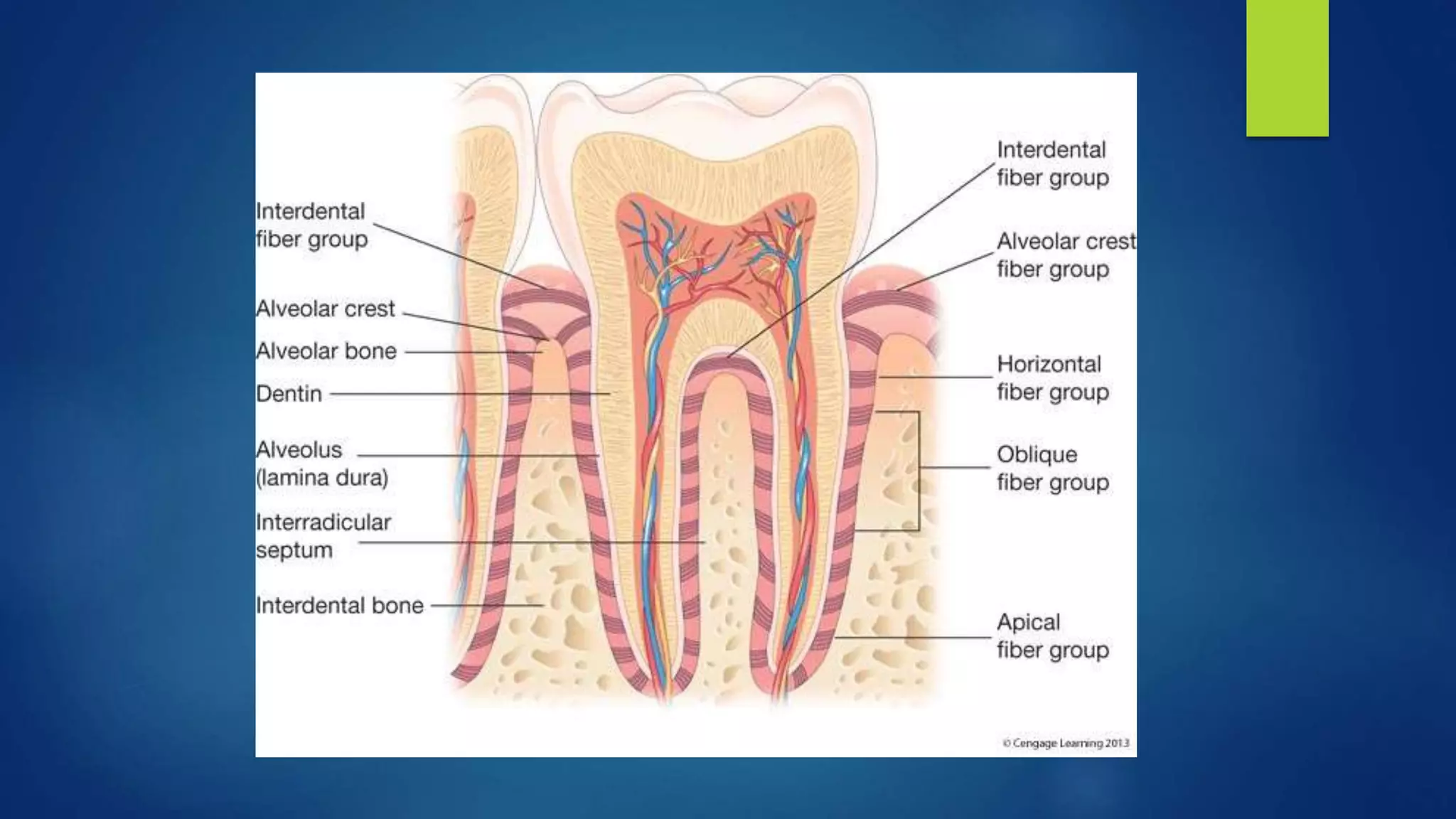 Tooth Structures, Periodontium, and Caries Classifications Powerpoint ...