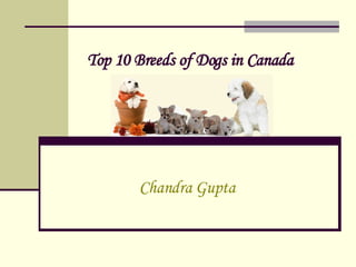 Top 10 Breeds of Dogs in Canada   Chandra Gupta 