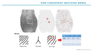 Ridge ending Bifurcation Short ridge
Minutia
Type x y θ
Ridge 35 24 12’
... ... ... ...
... ... ... ...
H OW F IN G E RP RIN T MATCH IN G WO RK S
©Veridium All Rights Reserved
 
