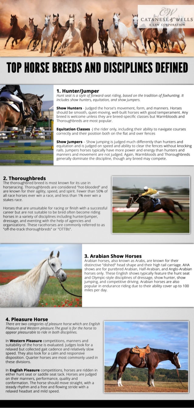 Top Horse Breeds and Disciplines Defined