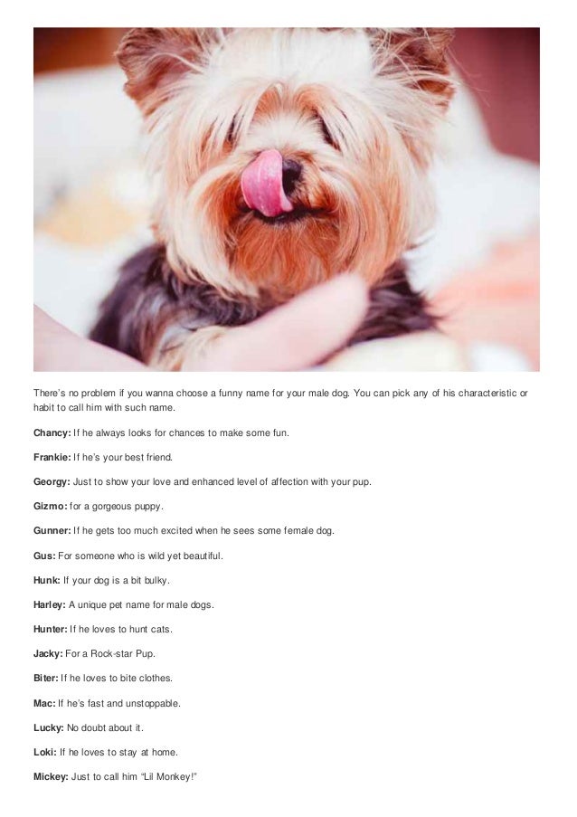 Top 100 cute male dog nicknames cute nicknames