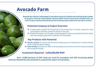 Avocado Rwanda Top 100 investment opportunities in Rwanda | PDF
