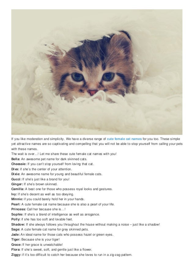 Top 100 funniest cute female cat nicknames cute nicknames