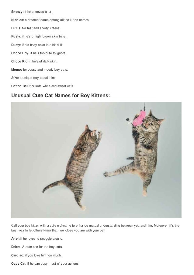 Top 100 lovable cute boy cat nicknames cute nicknames