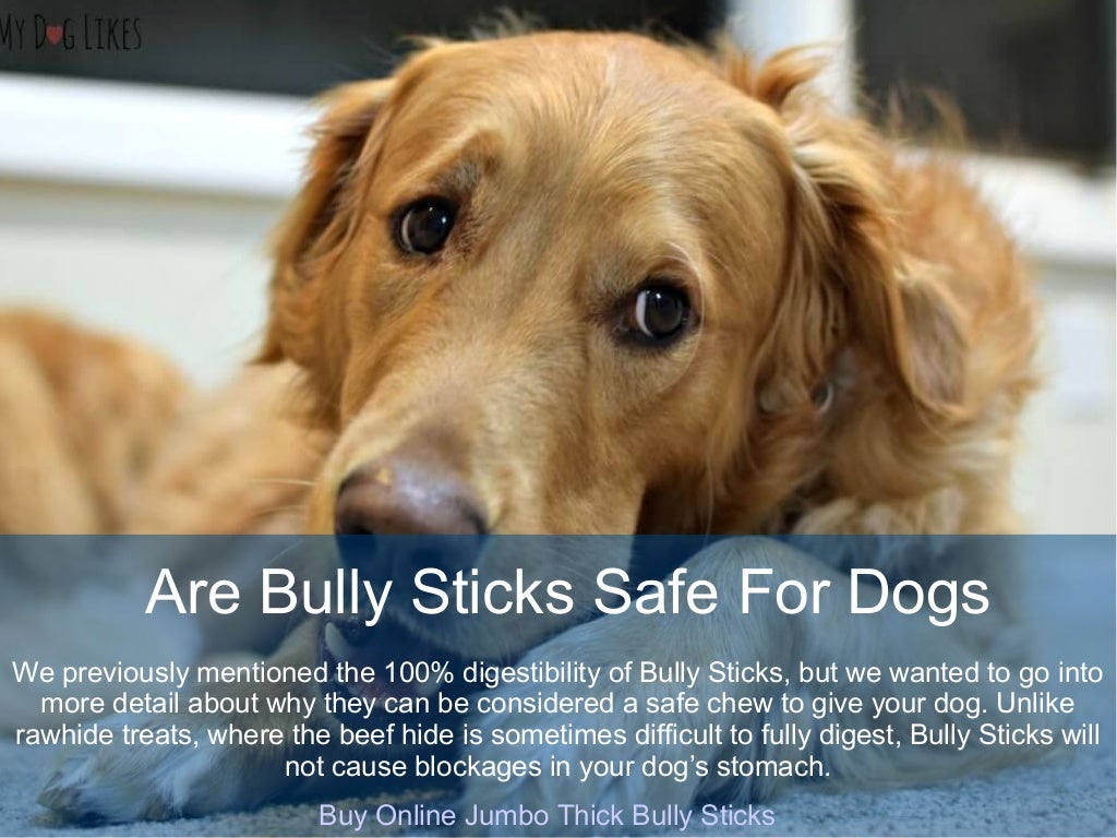 Top 10 Benefit of Bully Sticks For Dogs Buy Bully Sticks Online