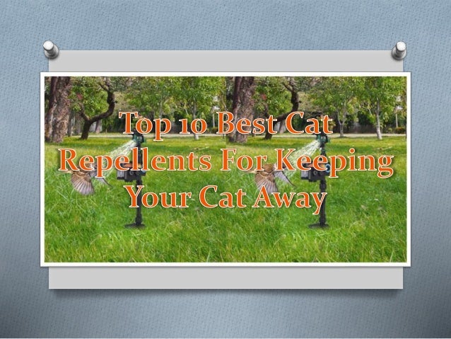 Top 10 Best Cat Repellents For Keeping Your Cat Away
