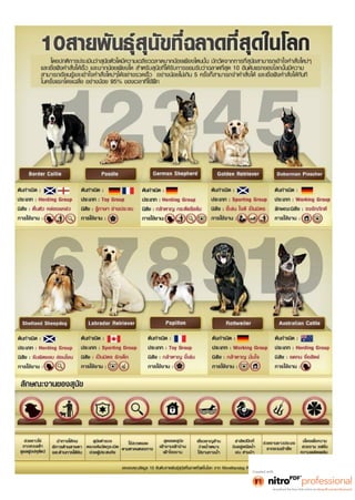 Top10 best of dog