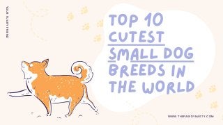 TOP 10
CUTEST
SMALL DOG
BREEDS IN
THE WORLD
W W W . T H E P A W D Y N A S T Y . C O M
Y
O
U
R
F
U
U
R
Y
F
R
I
E
N
D
 