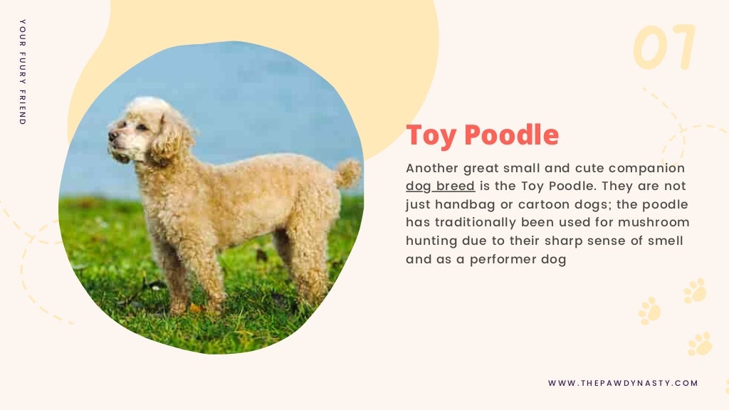 Top 10 cutest small dog breeds in the world