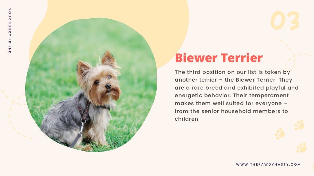 Top 10 cutest small dog breeds in the world