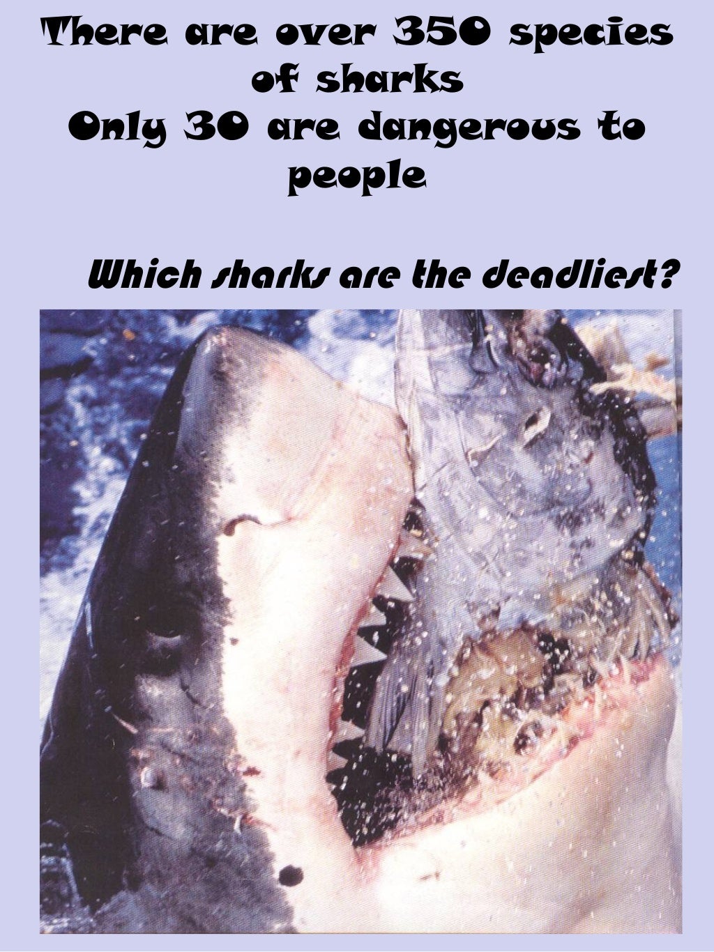 Top 10 deadliest sharks