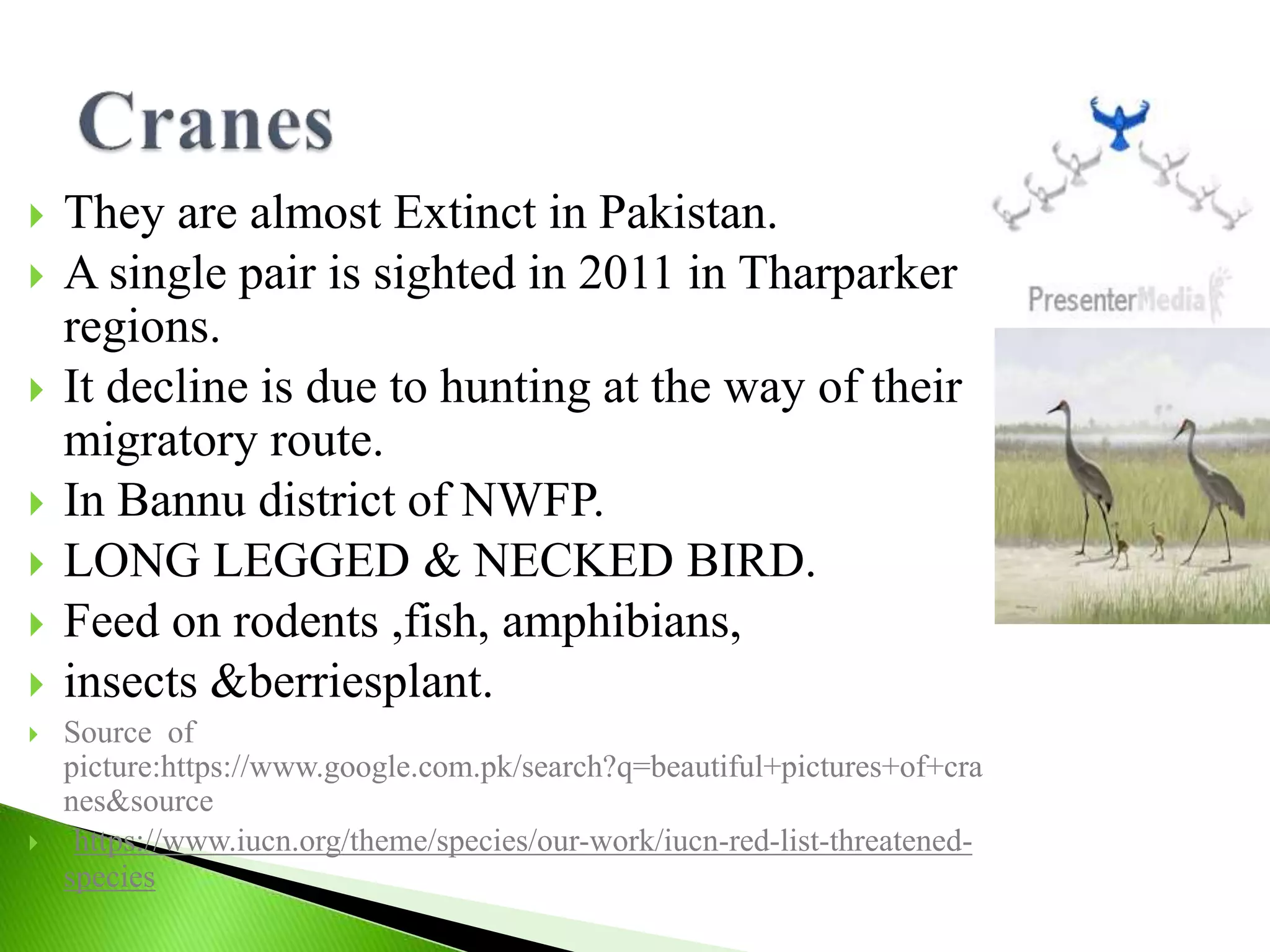 Top 10 endangered species of pakistan | PPTX
