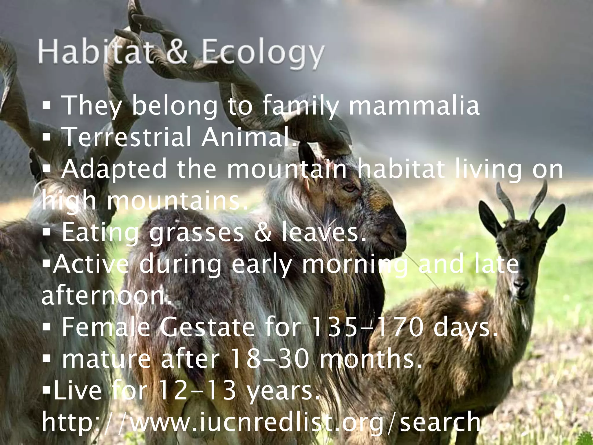 Endangered Species Of Animals In Pakistan
