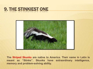 9. THE STINKIEST ONE 
The Striped Skunks are native to America. Their name in Latin is 
meant as “Stinks”. Skunks have extraordinary intelligence, 
memory and problem-solving ability. 
 
