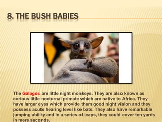 8. THE BUSH BABIES 
The Galagos are little night monkeys. They are also known as 
curious little nocturnal primate which are native to Africa. They 
have larger eyes which provide them good night vision and they 
possess acute hearing level like bats. They also have remarkable 
jumping ability and in a series of leaps, they could cover ten yards 
in mere seconds. 
 