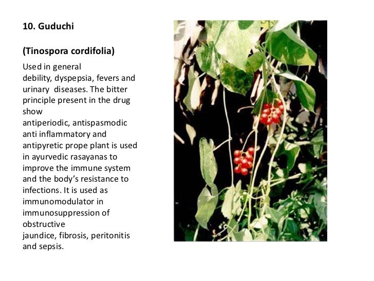 Top 10 herbs for heart care