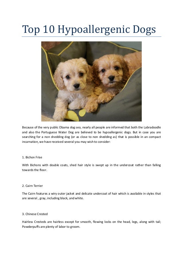 Hypoallergenic Dog For Sale